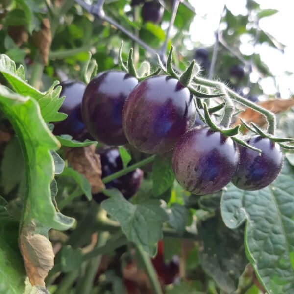 35. Black Strawberry Tomato Seedling 黑色草莓番茄苗